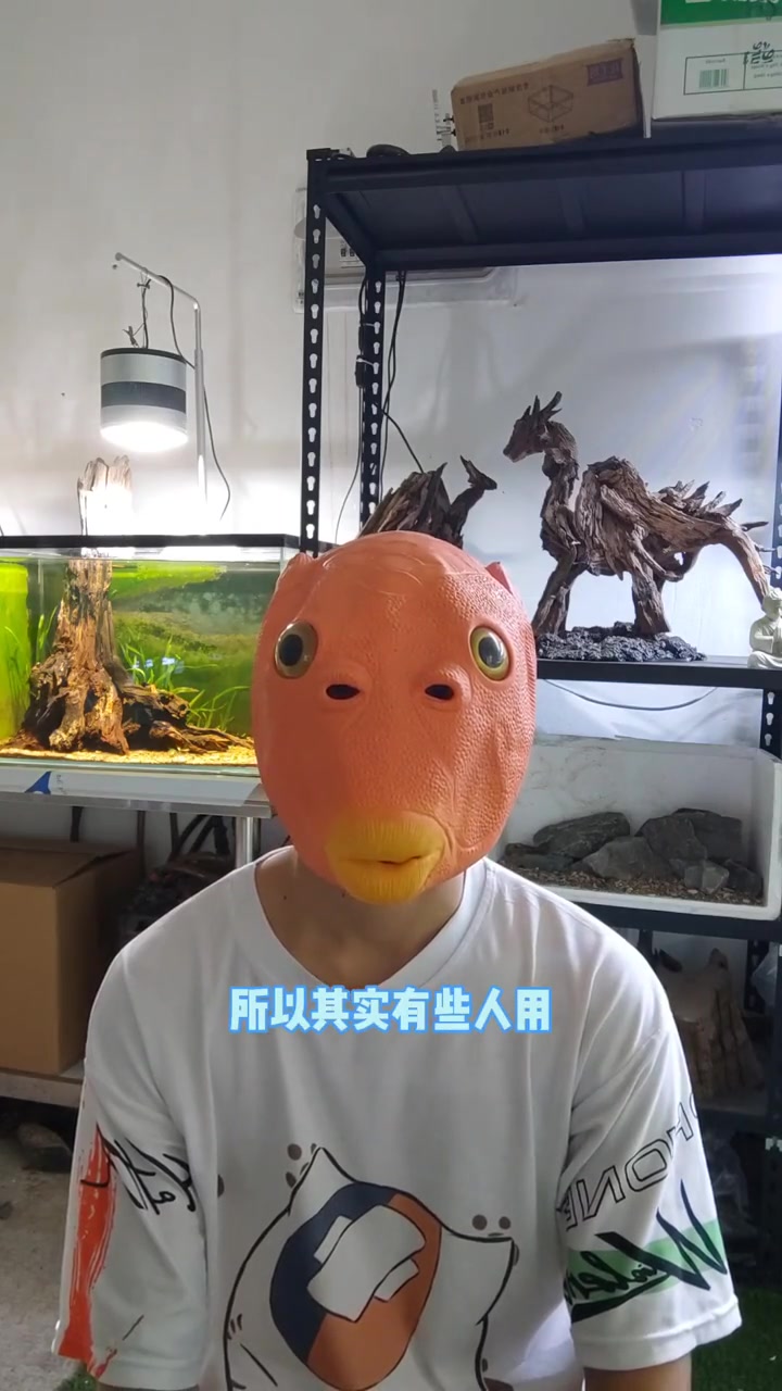 养鱼第15问,鱼缸中的菌膜是什么 创作灵感 养鱼日记 玻璃缸中的大自然 沉木造景 水族爱好