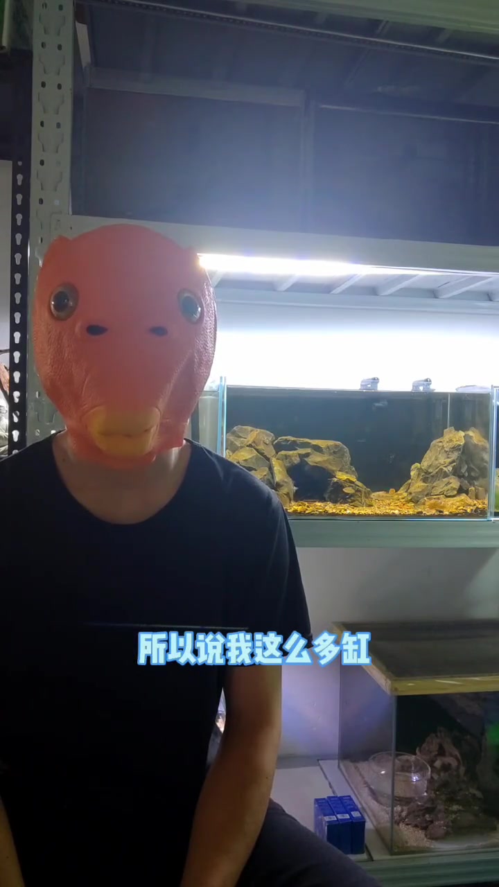 养鱼第9问,鱼缸要不要铺设底砂。玻璃缸中的大自然 新手养鱼 水族 养鱼新手入门 鱼缸底砂 