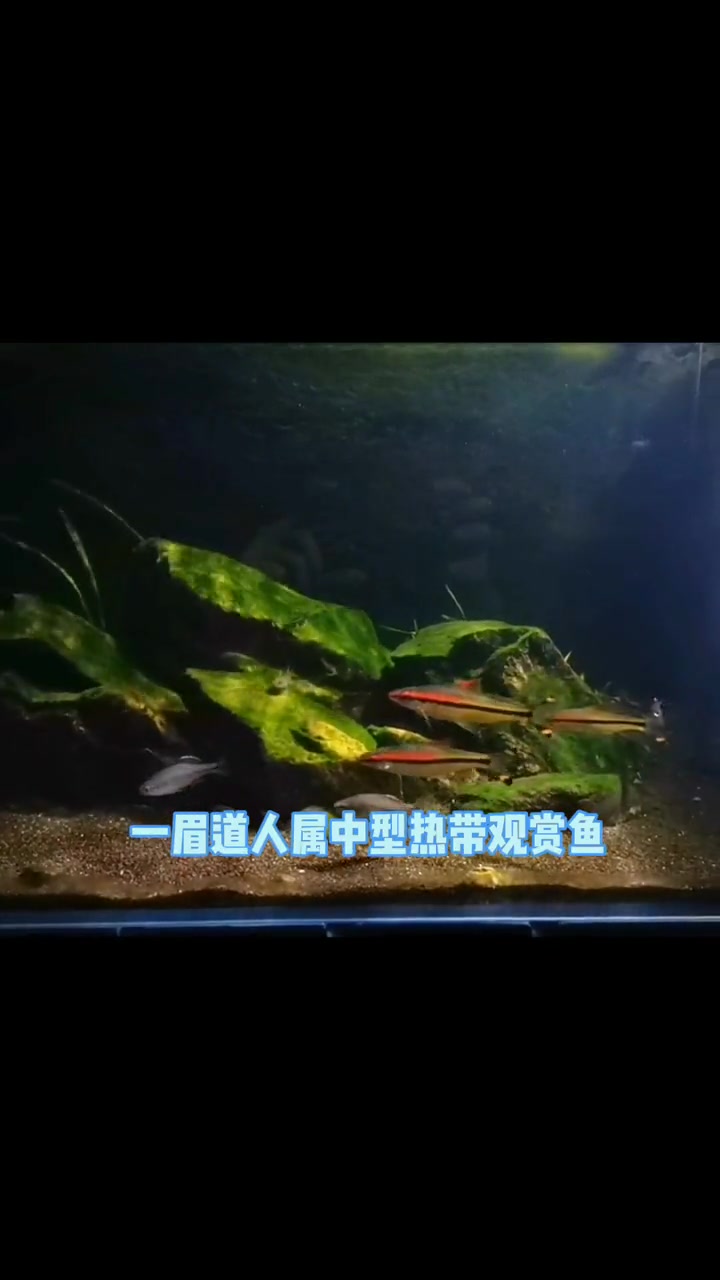 养鱼第7问,鱼缸要不要打氧?养鱼日记 玻璃缸中的大自然 新手养鱼 养鱼新手入门 水族 鳑鲏