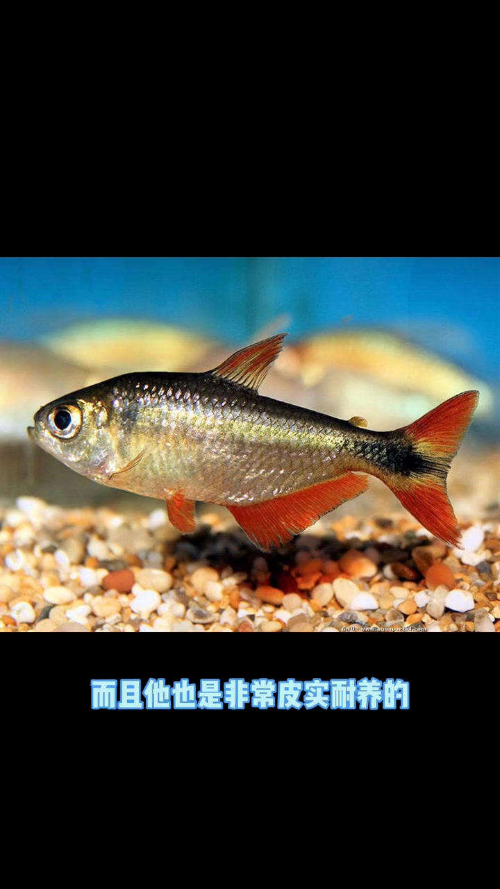 养鱼第3问,什么鱼好养?养鱼日记 原生缸 斑马鱼 曼龙鱼 月光鱼 十字鱼 中国斗鱼