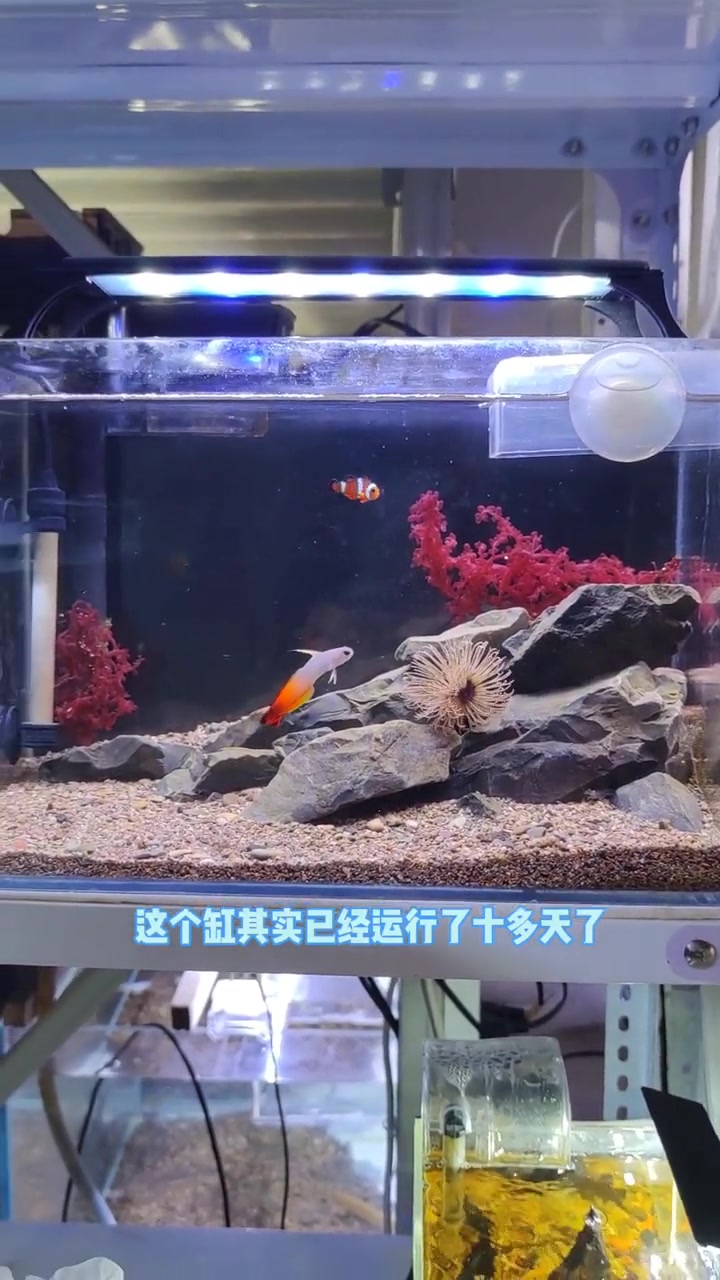 原生海缸最简单的三步走教程,新鱼不太建议。小丑鱼尼莫 养鱼日记 原生缸造景 海缸日记