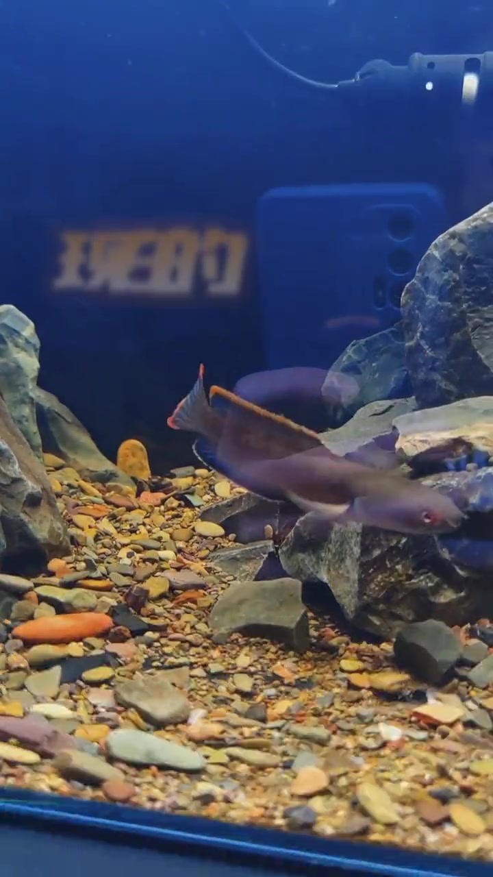 发色了些喔,挺不错的。一条黑鱼的蜕变。雷龙鱼 血一雷龙 梦幻血斑1型雷龙鱼 原生缸 原生缸