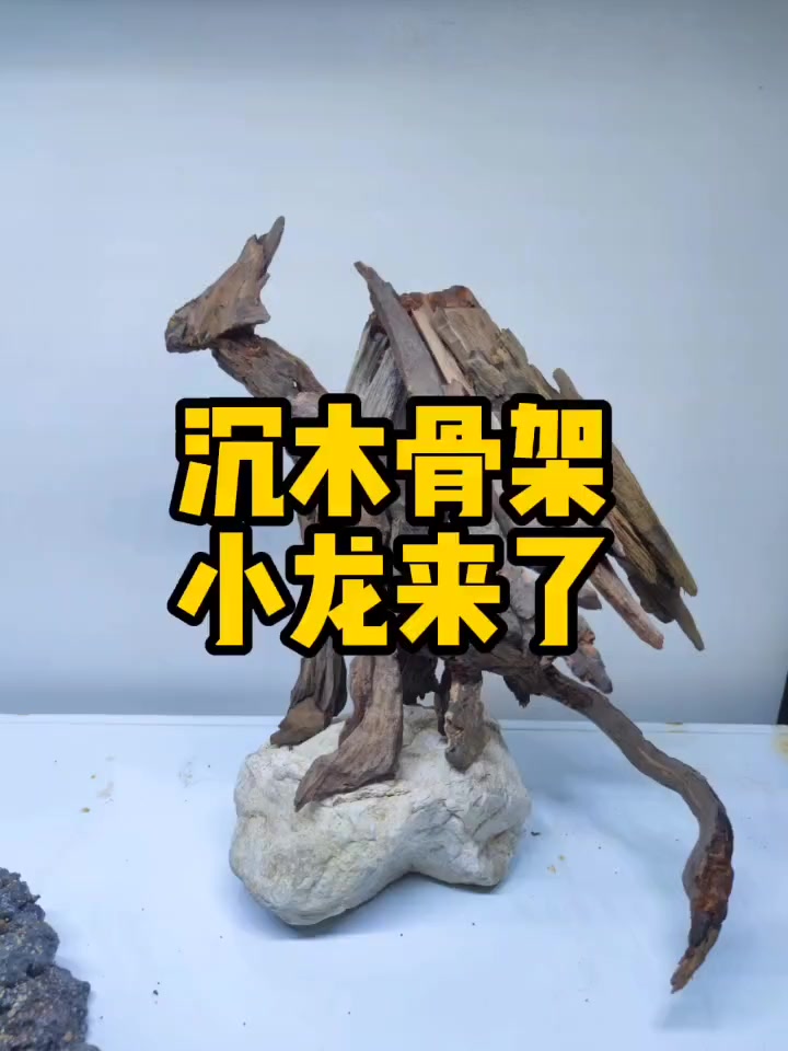 沉木骨架,小龙来了,带上了小龙的教程嘿嘿 沉木 沉木造景 摆件 鱼缸造景 沉木骨架