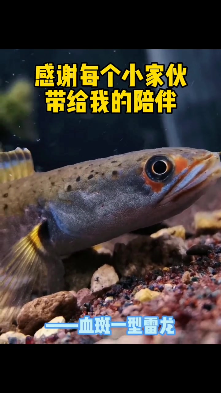 感谢每个小家伙带给我的陪伴,只要不忘初心,心中的光便永不熄灭 观赏鱼 养鱼日记 水族爱好者
