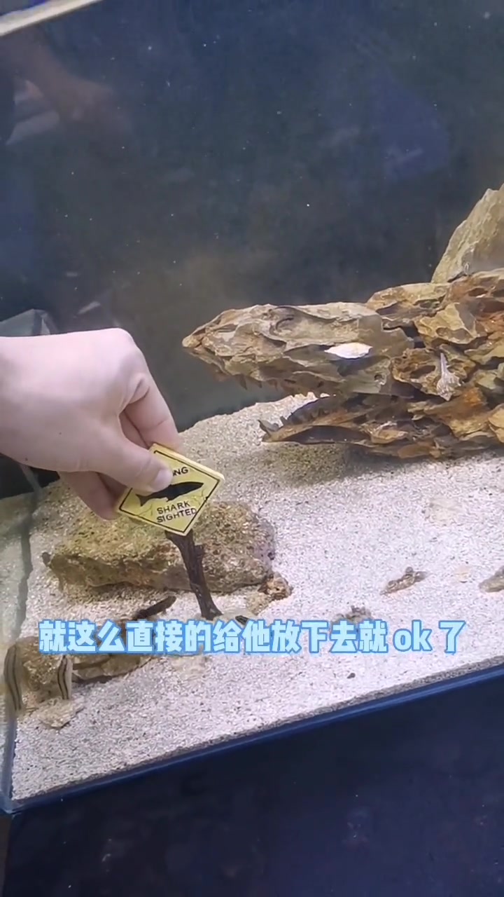 海缸上岸了,但又没有完全上岸。原生就是省事 创作灵感 原生鱼 虾虎 海水鱼