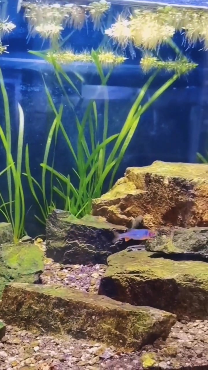 国内原生鱼混养北美原生鱼。原生缸 原生鱼 吸鳅 养鱼日记