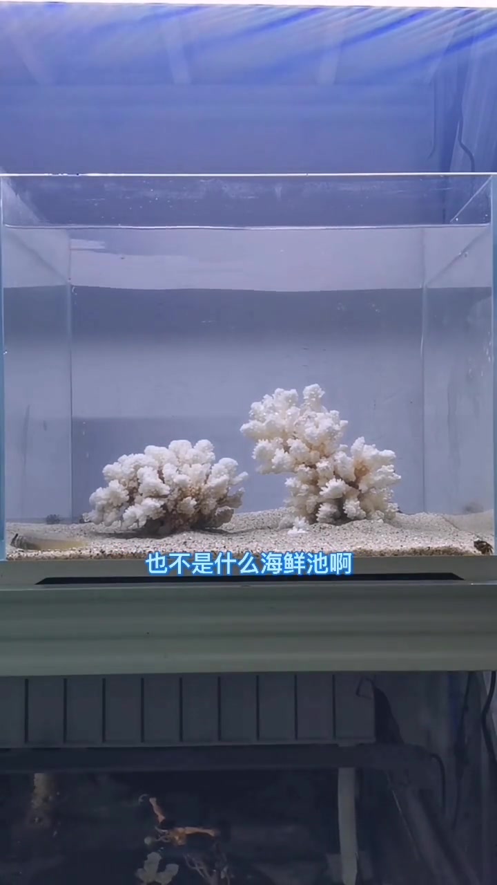 记录无蛋分无活石的海缸第二集～两块松皮石一点也不海缸,换!海缸日记 养鱼日记 +小助手
