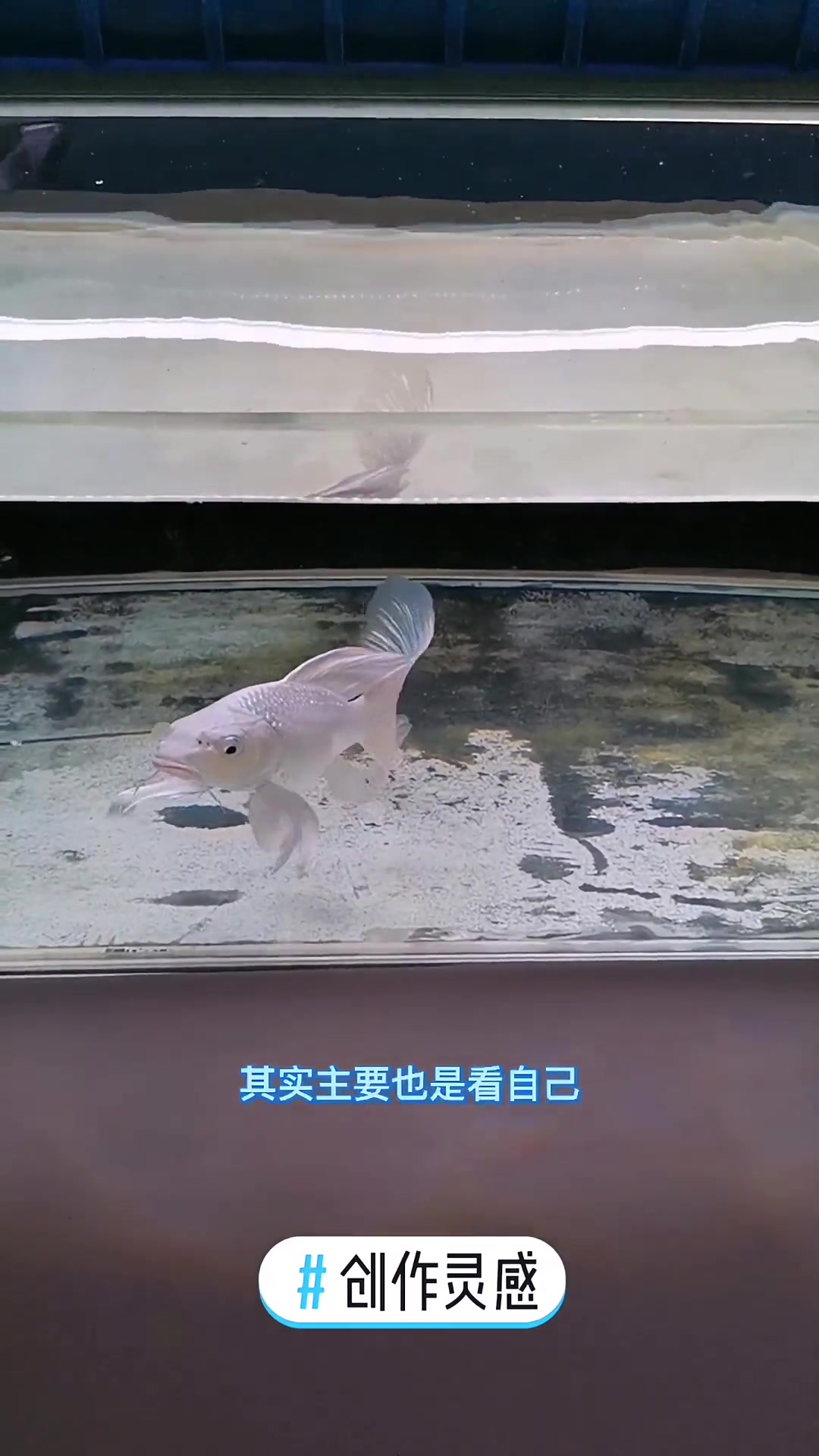 创作灵感 观赏鱼饲养 养鱼日记 这只蝴蝶鲤不好不差,但是我喜欢。养什么鱼都一样,不分贵贱,