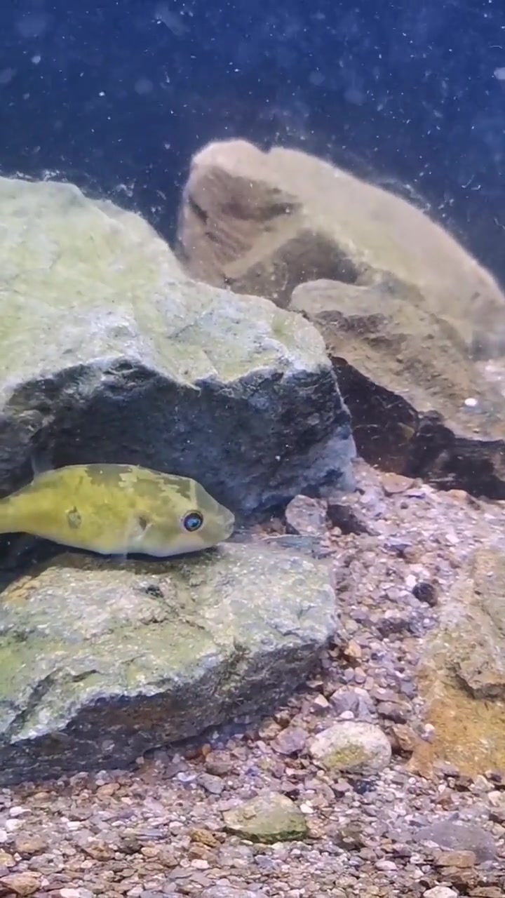 狗头鱼看起来好像都挺呆萌的哈哈 养鱼日记 原生缸 玻璃缸中的大自然 狗头鱼