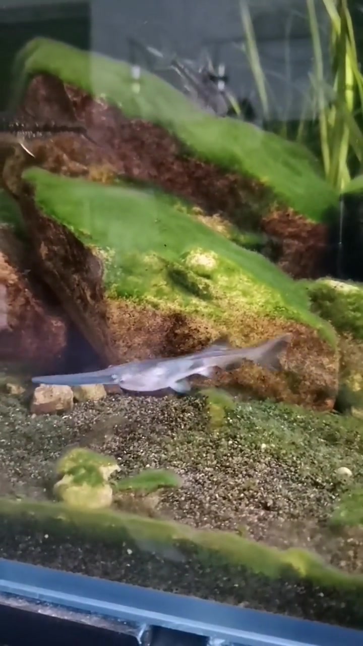 饲养一种食用鱼是什么体验,还有一丝像小鲨鱼的感觉呢 养鱼日记 玻璃中的大自然 原生鱼