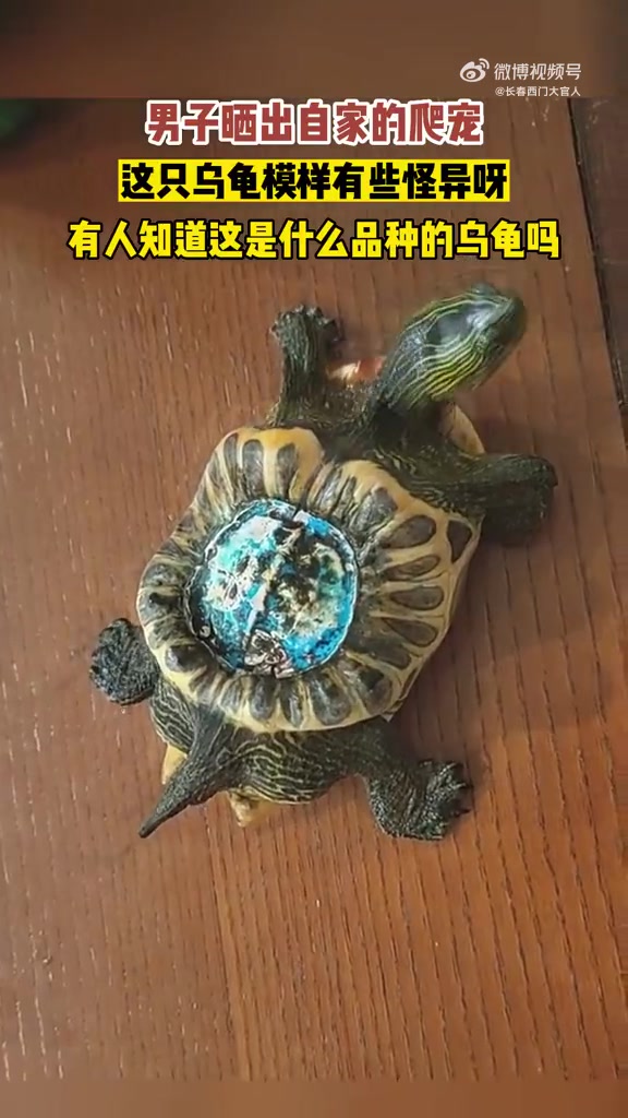 4月19日,湖南,男子晒出自家的爬宠,这只乌龟模样有些怪异呀,这是什么品种的乌龟吗?