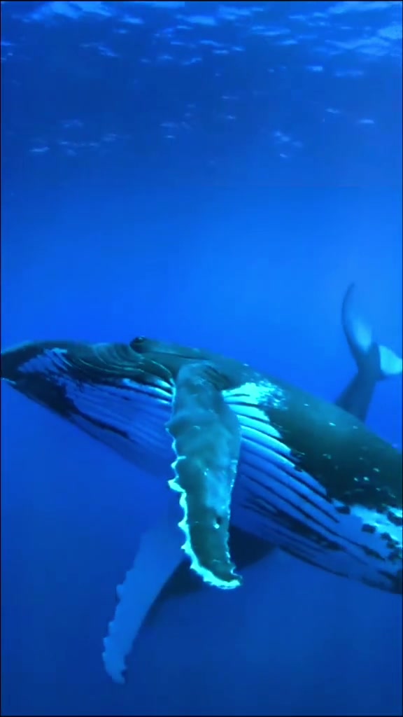 海洋生物 科普 涨知识 鲸鱼 座头鲸 海底世界 海底