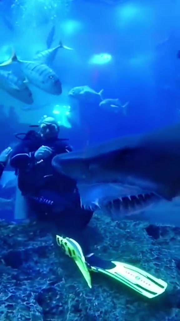 来点真实拍摄的 鲨鱼 海底世界 海底 科普 涨知识 海洋生物 海底拍摄