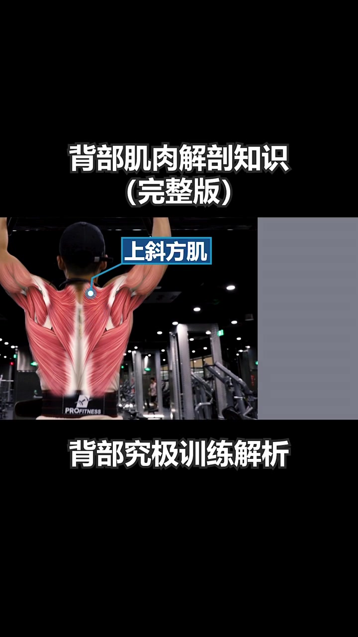 背部肌肉解剖知识