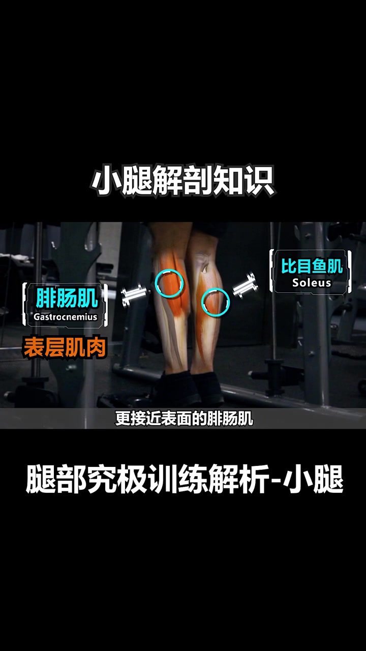 小腿肌肉解剖知识