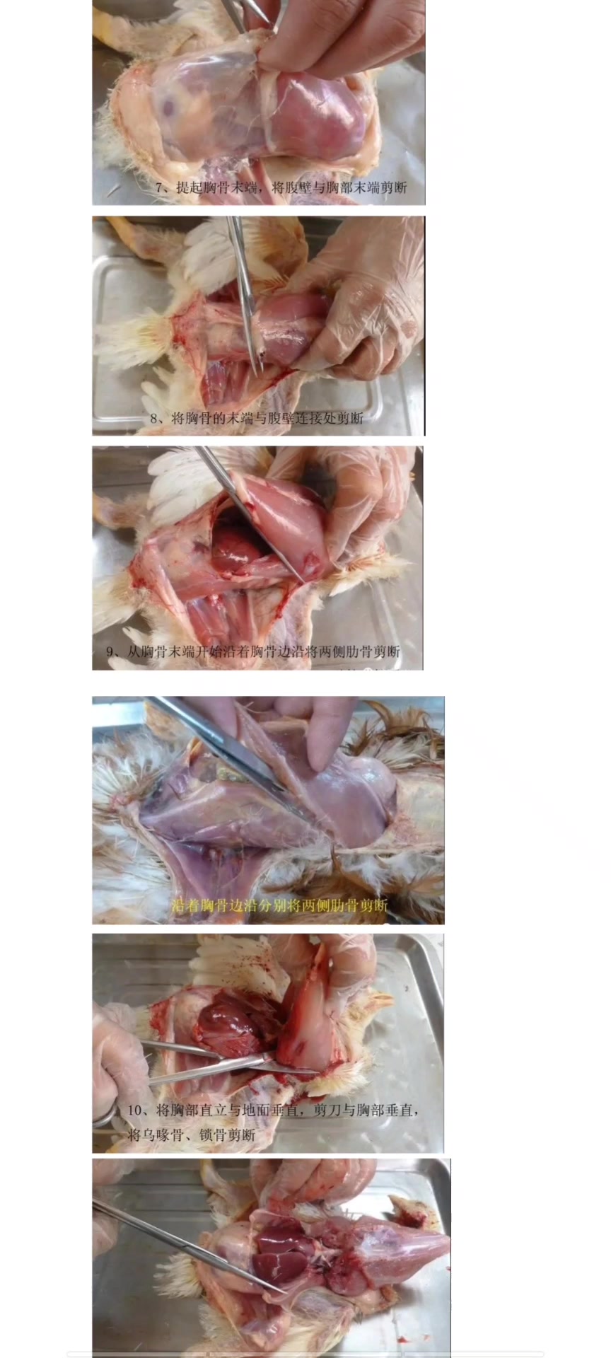 家禽解剖教程,养鸡人必备