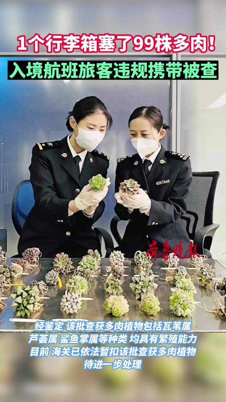 果然视频|一个行李箱塞了99株多肉!入境航班旅客违规携带被查