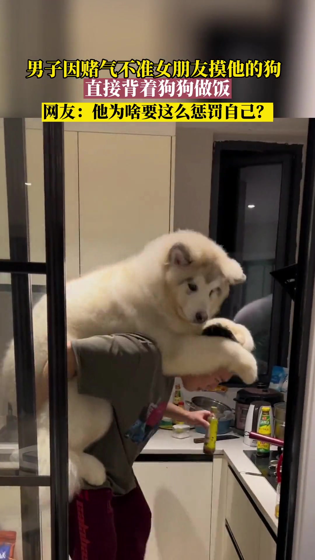 男子因赌气不准女朋友摸他的狗狗,选择背着狗狗做饭。狗狗和主人 情侣吵架之后
