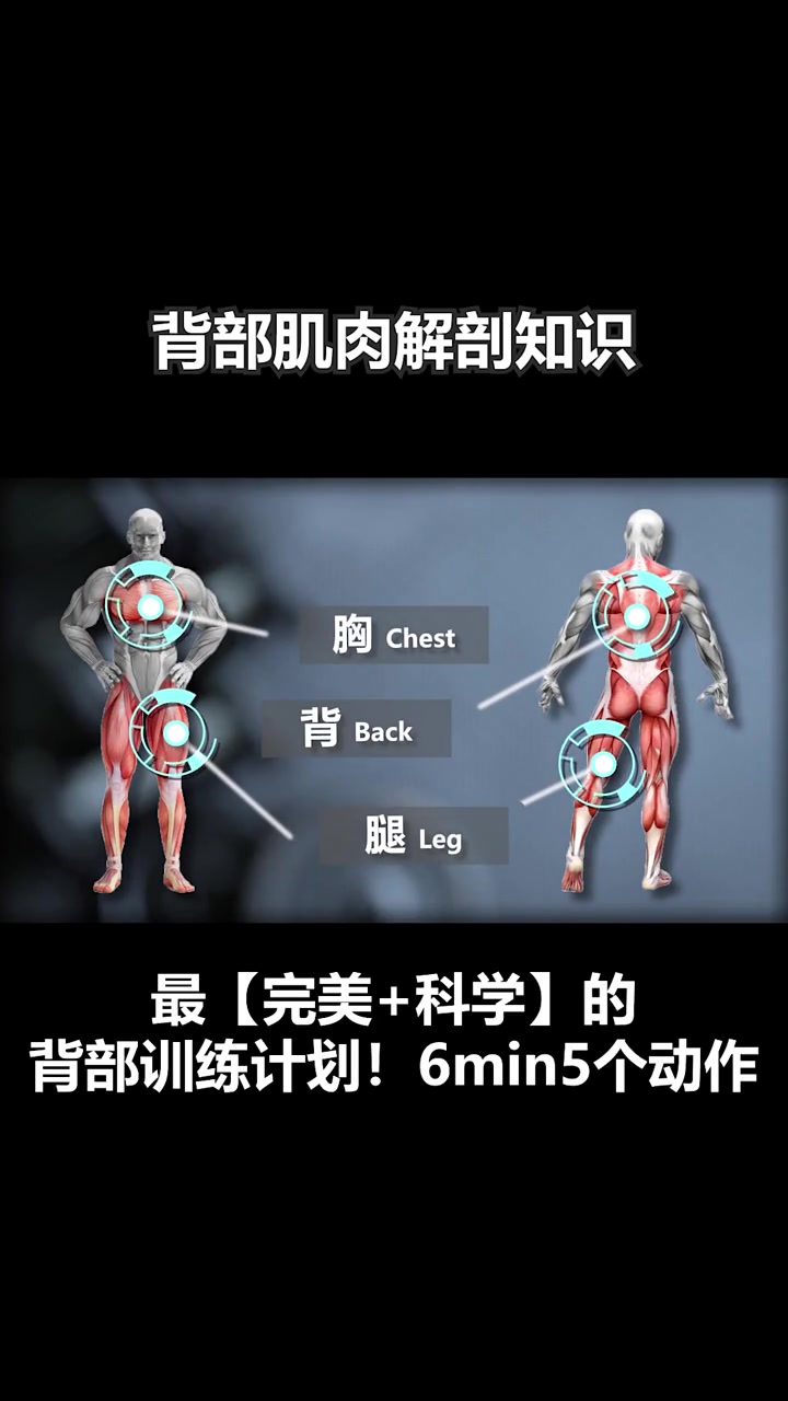 背部肌肉解剖知识