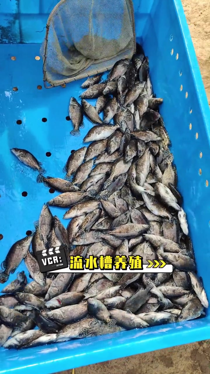 第57集|饲料鳜养殖模式(下),流水槽、温泉水、工厂化养殖模式,仅供参考!饲料鳜养殖技术 