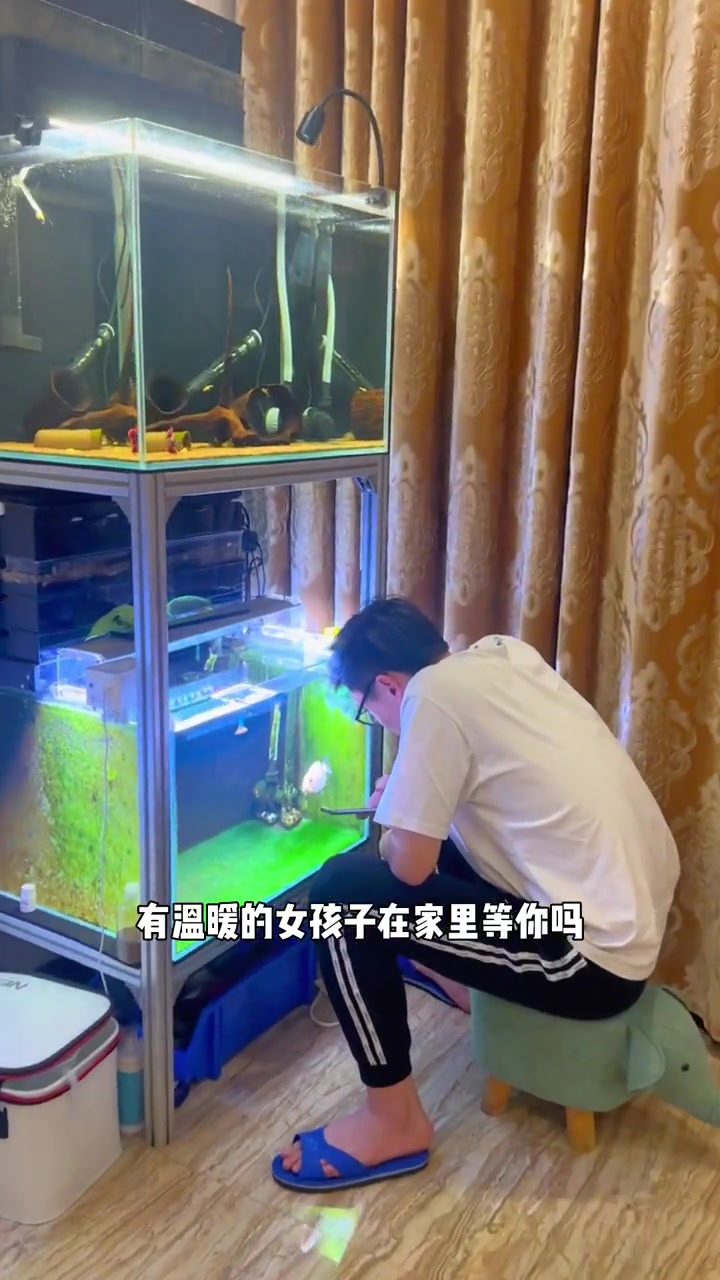 有爱人,有爱好是我生活的解药 观赏鱼 兰寿 兰寿金鱼 热门视频
