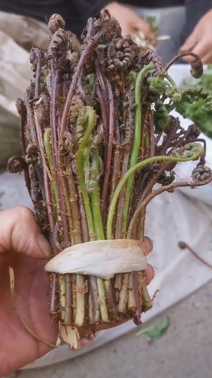 猴子腿,是什么腿?你的家乡有这种植物吗 东北山野菜 春天的味道都在山上 纯天然绿色食品 请