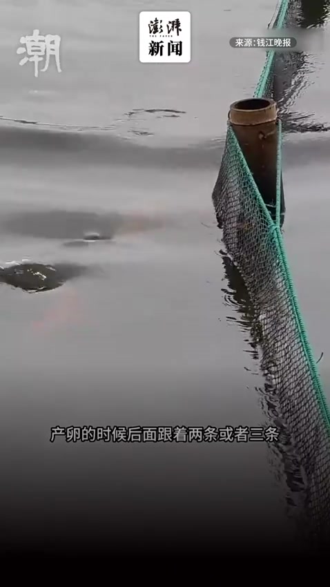 鲤鱼春季产卵,杭州西湖出现金鲤腾跃景观