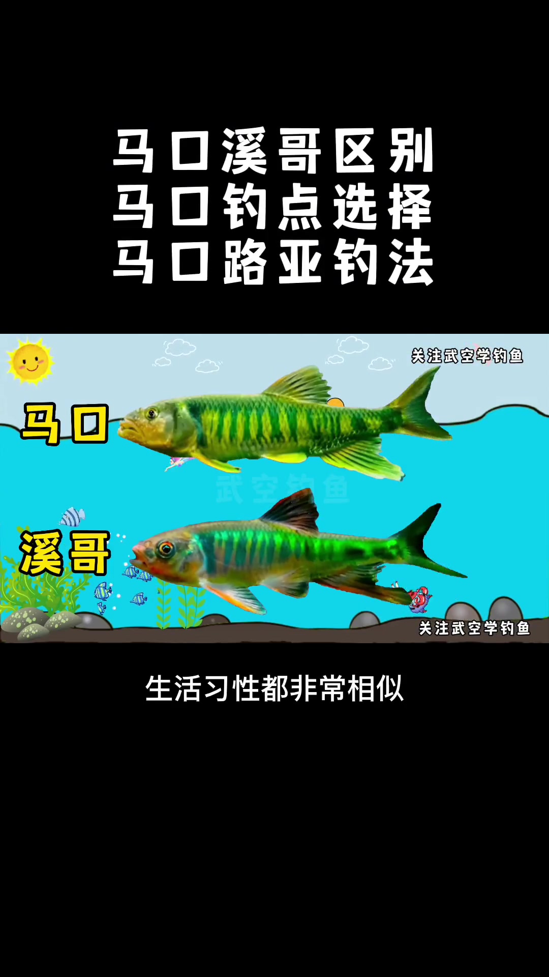 第11集|马口溪哥的区别?马口钓点怎么选?马口路亚怎么钓?钓鱼 路亚 马口鱼 溪哥 钓鱼教