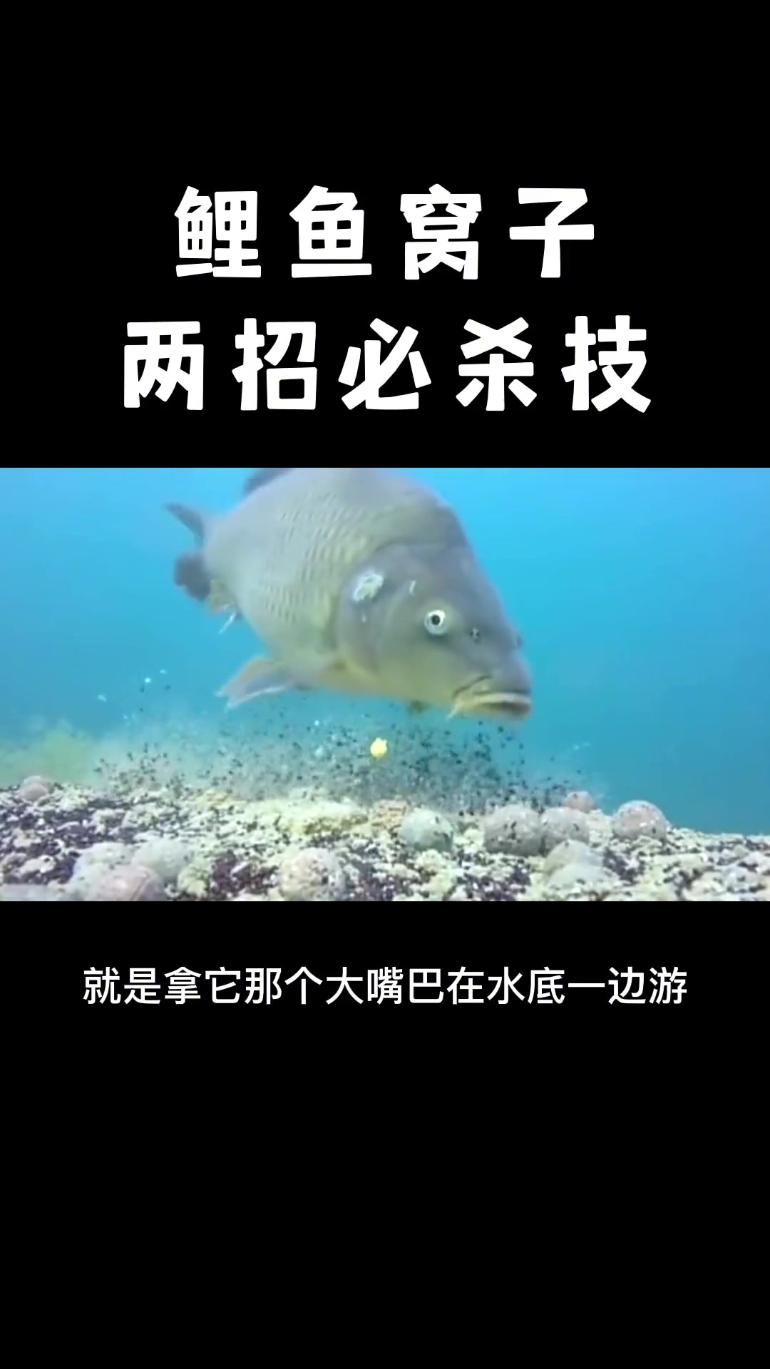 第3集|鲤鱼窝的快速寻找方法,鲤鱼的生活习性 钓鱼人 路亚 钓鱼技巧