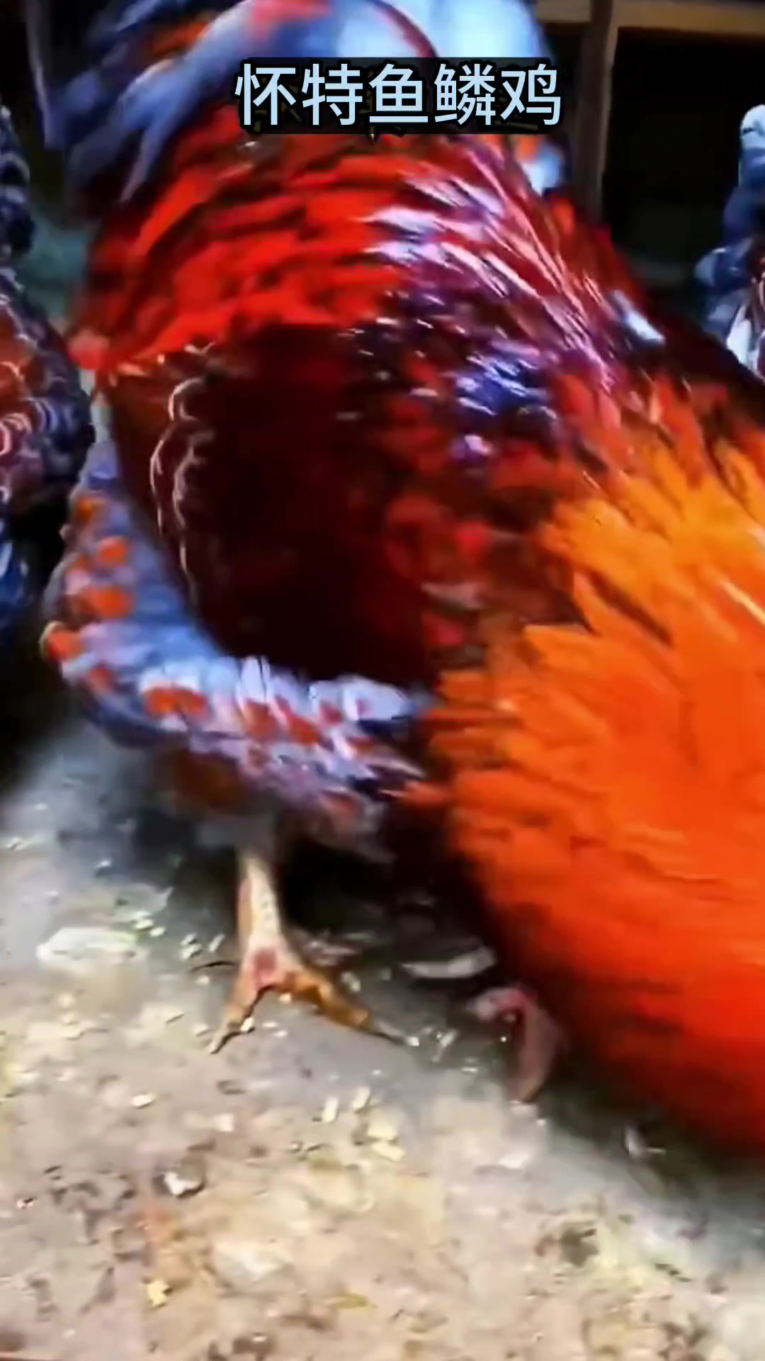 怀特鱼鳞观赏鸡。
