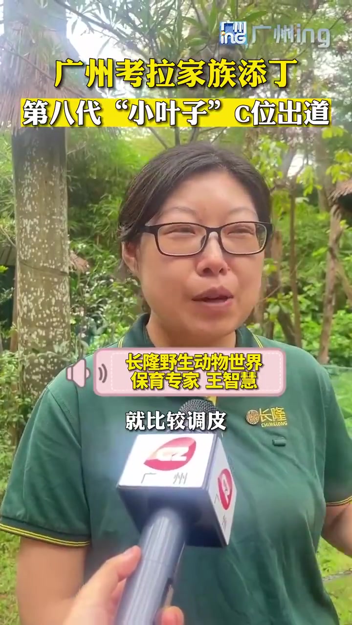 「,第八代“小叶子”C位出道」生活在广州番禺的考拉家族又添丁啦!第八代考拉“小叶子”今天(