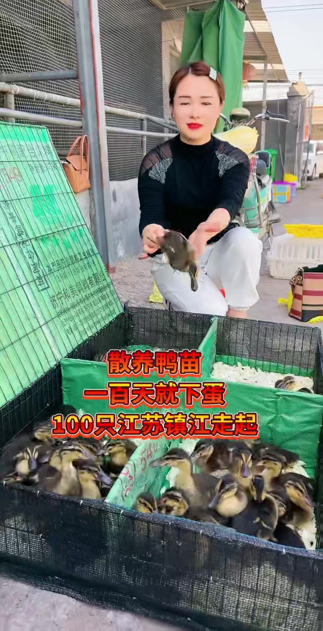 绿壳蛋鸡养殖基地
