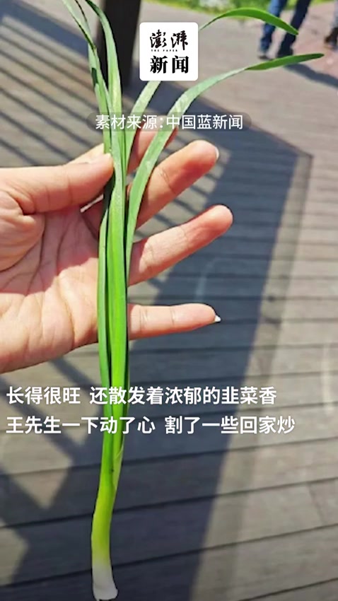 男子偷割公园里的“高仿韭菜”,回家炒菜吃险中毒