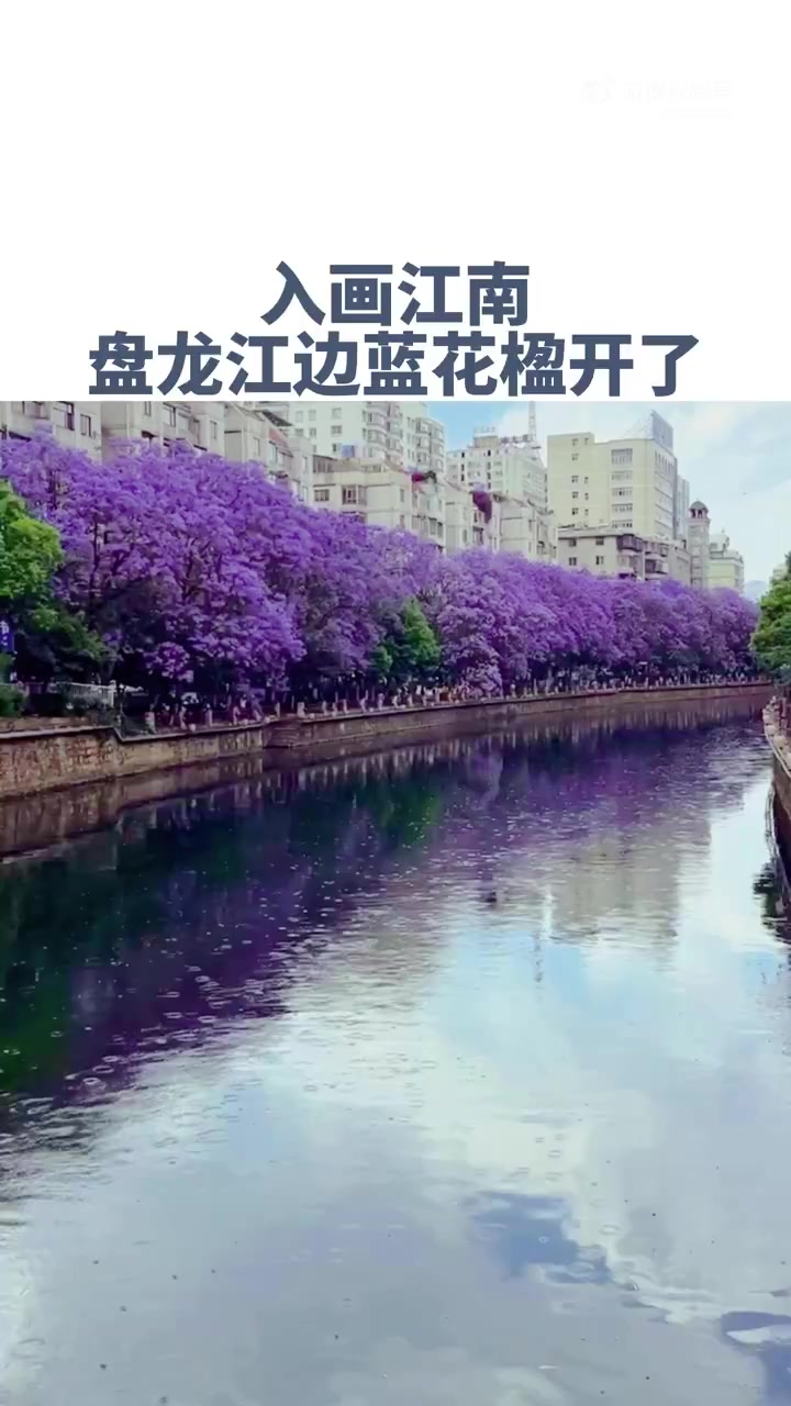 「昆明盘龙江边的蓝花楹开了」近日,位于云南省昆明市江滨西路的蓝花楹绽放,网友拍摄的视频中,