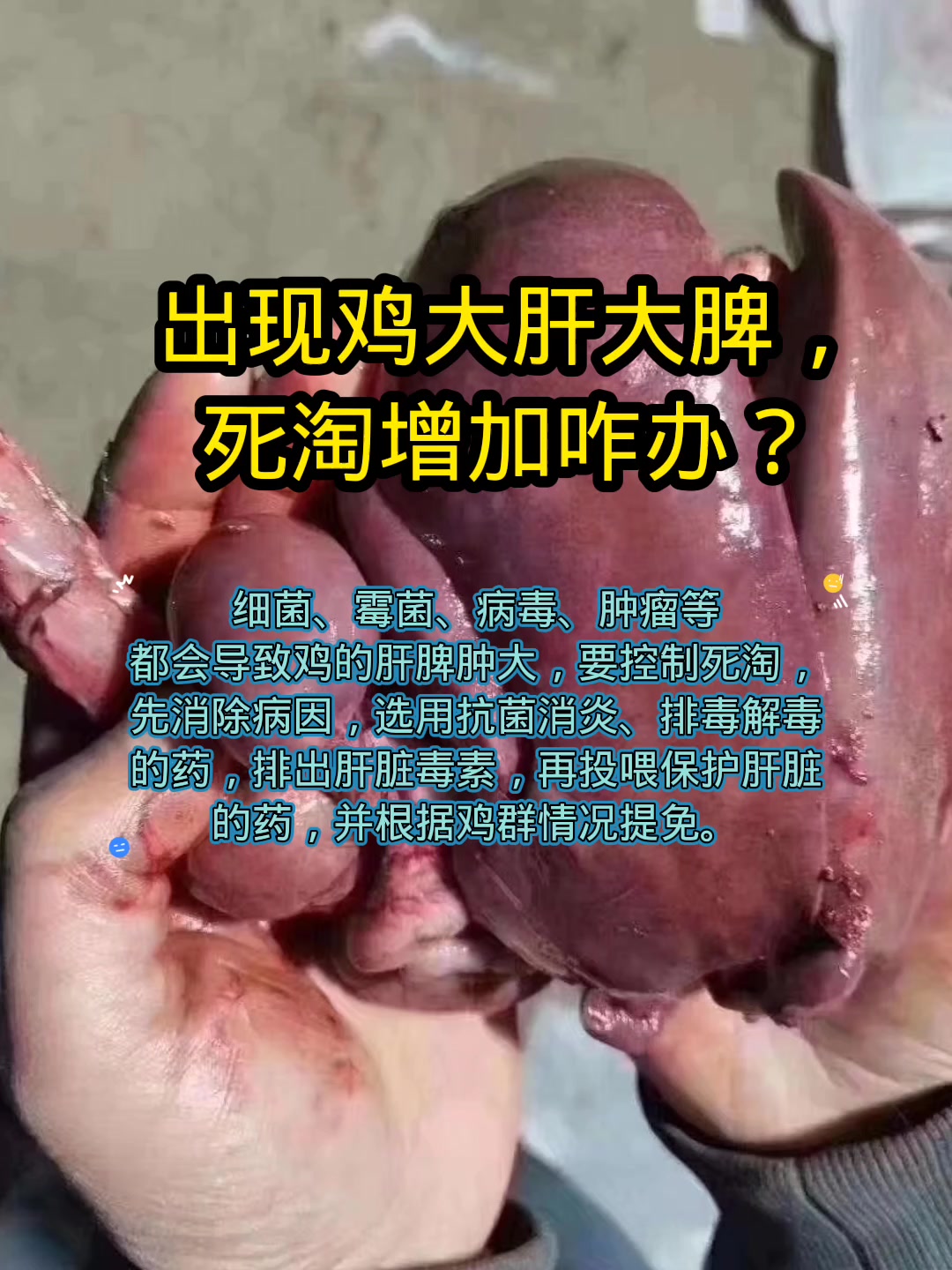 出现鸡大肝大脾,死淘增加咋办?