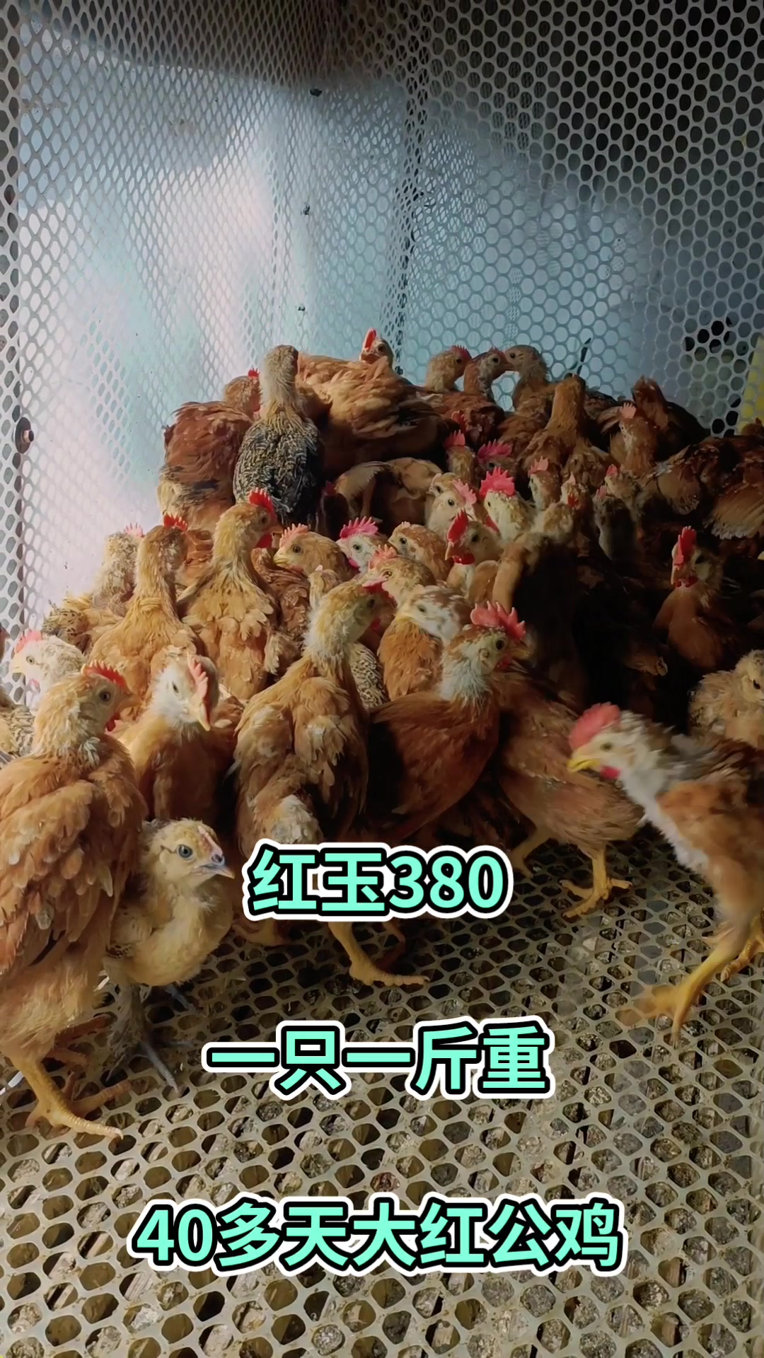 红玉380,一只一斤重,40多天大红公鸡