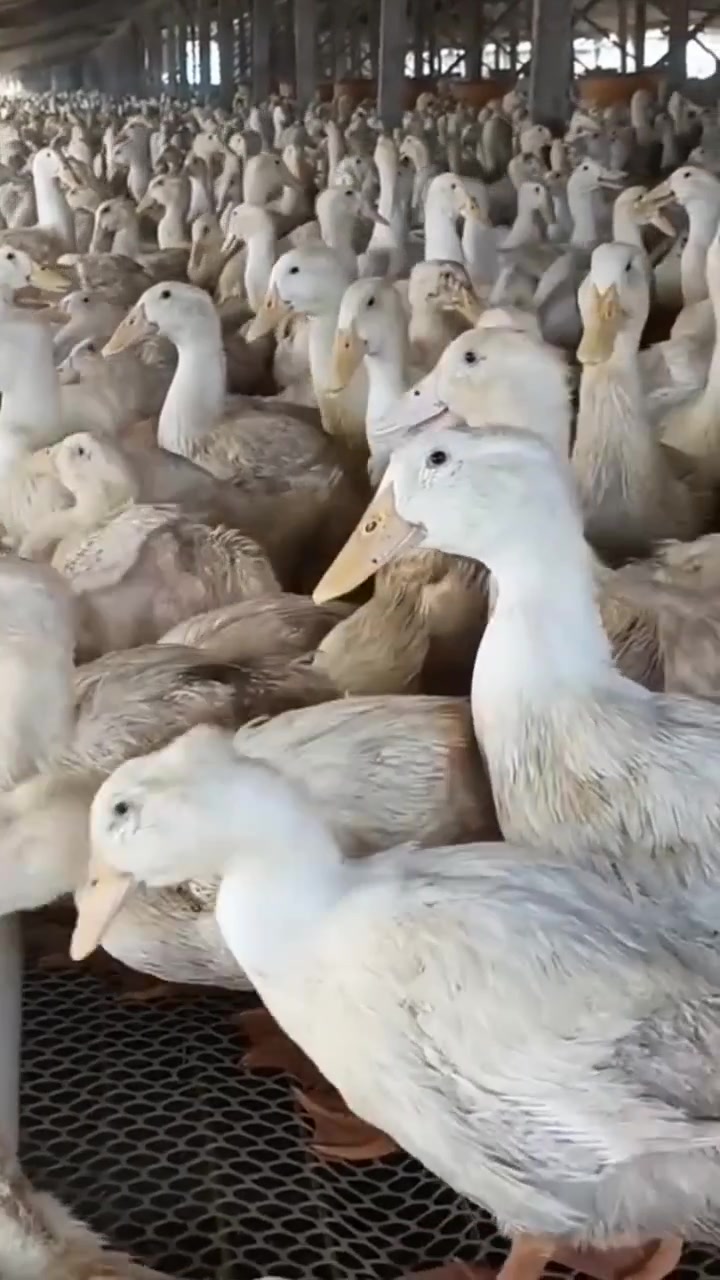 鸭子后期不吃了,怎么催肥催种一定要看完这个视频帮你解决成本低效果好一个疗程只需三分????