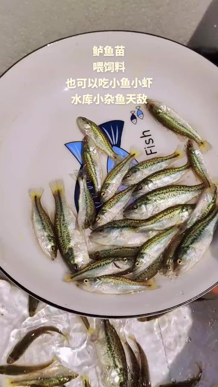 加州鲈鱼又叫大口黑鲈,它生长速度快,适温性广,肉质鲜美,是典型的杂食性鱼类,可以吃小鱼虾,