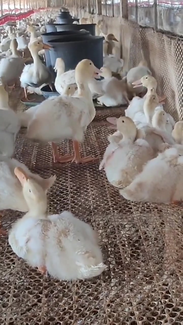 肉鸭包心包肝怎么办?一定要学会自己去诊断治疗