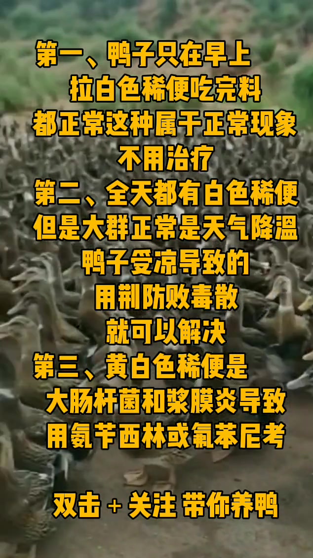 鸭子拉白色粪便的几种原因你都知道吗?