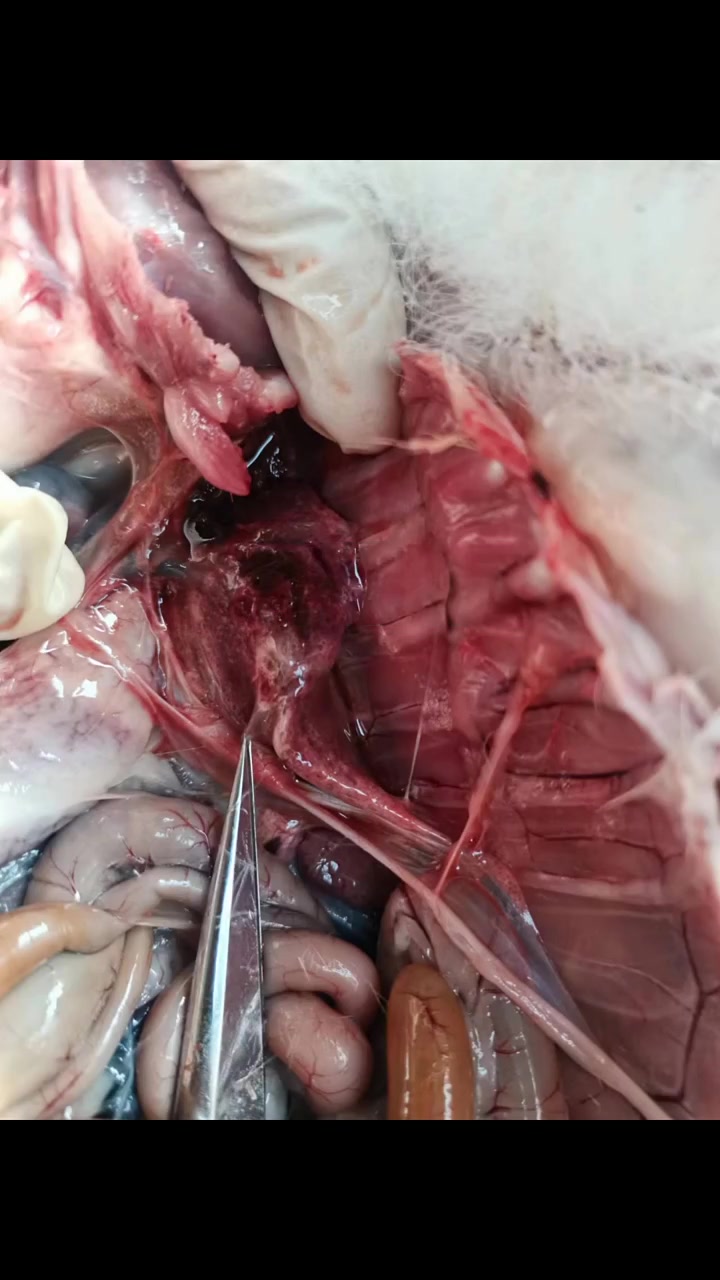 20多天30多天发病,主要还是以这几个原因 解剖症状类似