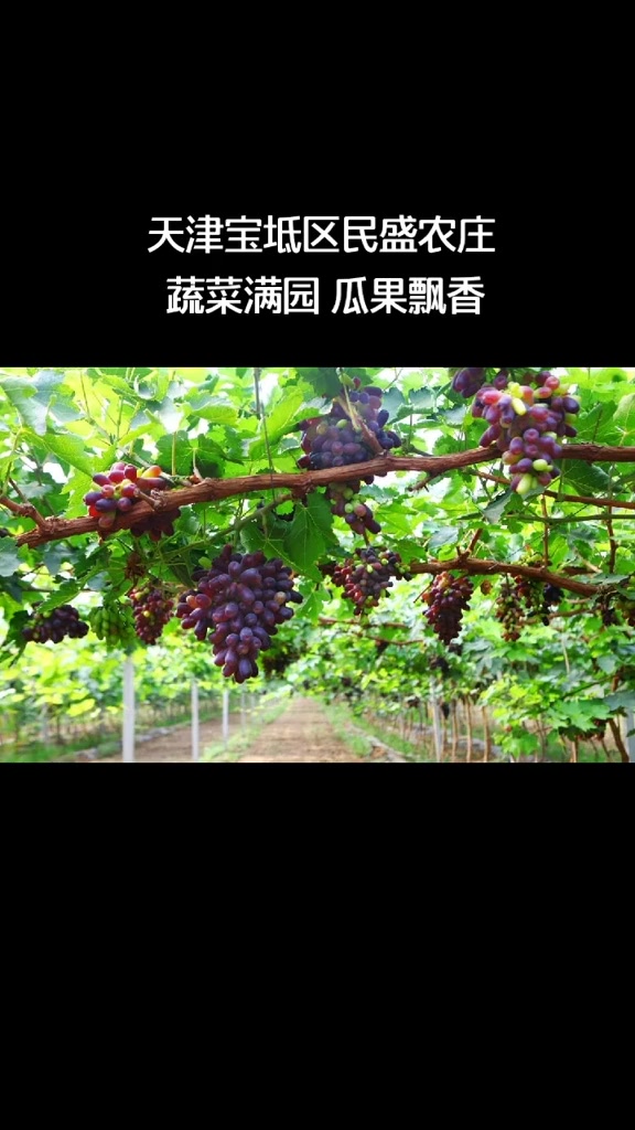 想体验采摘的乐趣,想尽享无公害蔬菜和水果,有一个地方您值得一去,那就是宝坻区新开口镇后六口