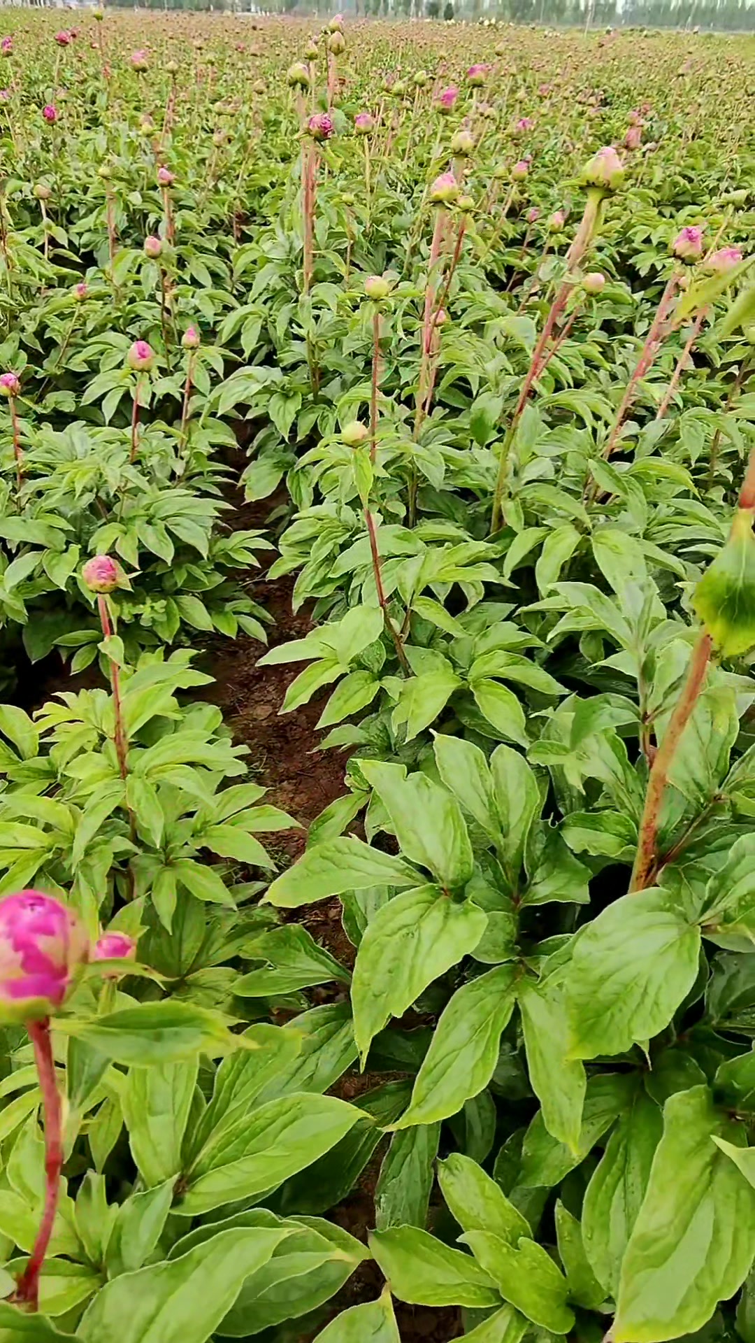 精品观赏芍药品种推荐