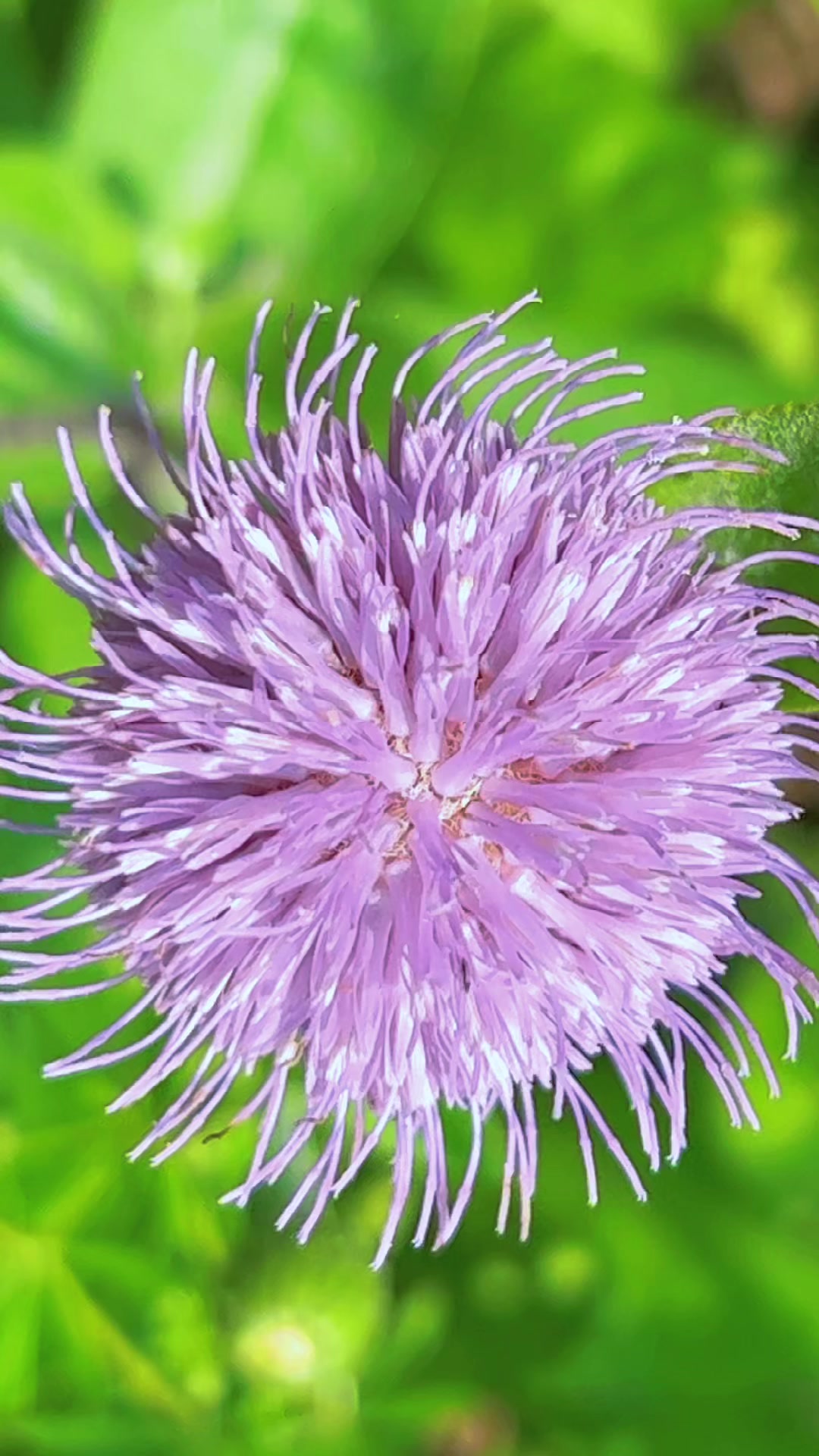 盛开的花朵它的叶子有刺担是它叶子能治血
