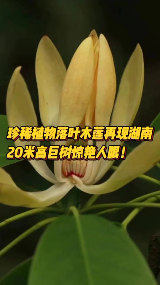 神奇生物在哪里|国家二级重点保护野生植物“落叶木莲”再现湖南