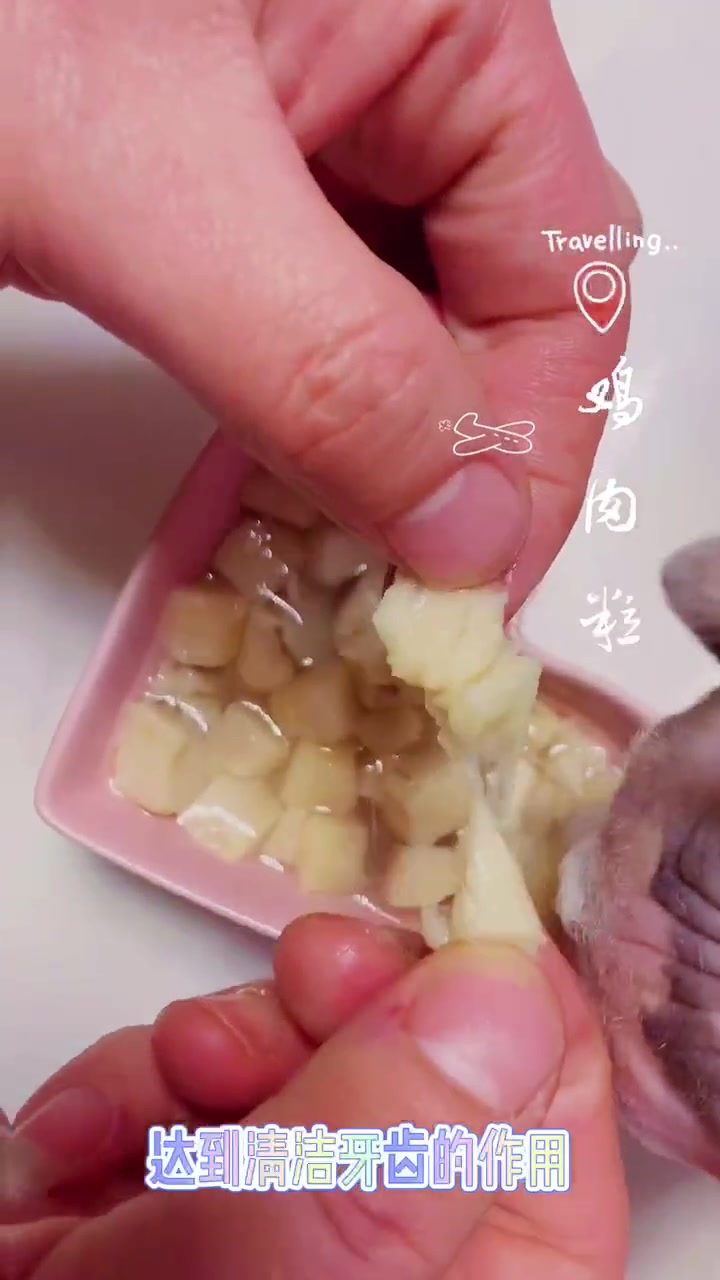 小助手 狗狗零食 鸡肉对猫咪的好处有很多