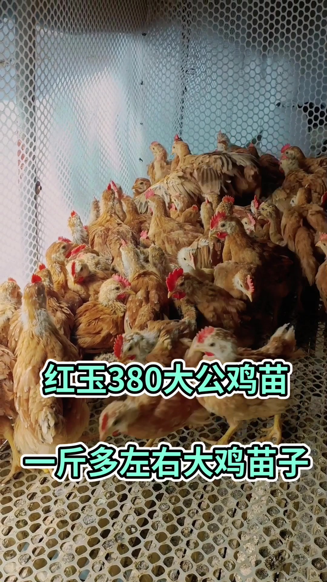 红玉380大红公鸡苗,一斤多左右大鸡苗子