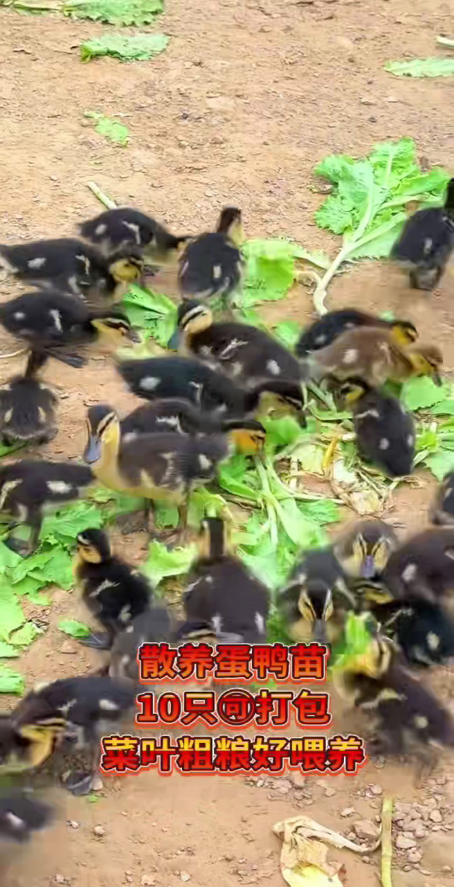 芦花鸡好饲养耐粗食适应强