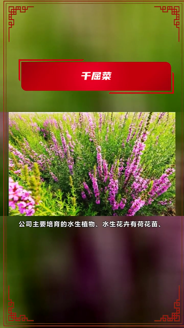 千屈菜 千屈菜