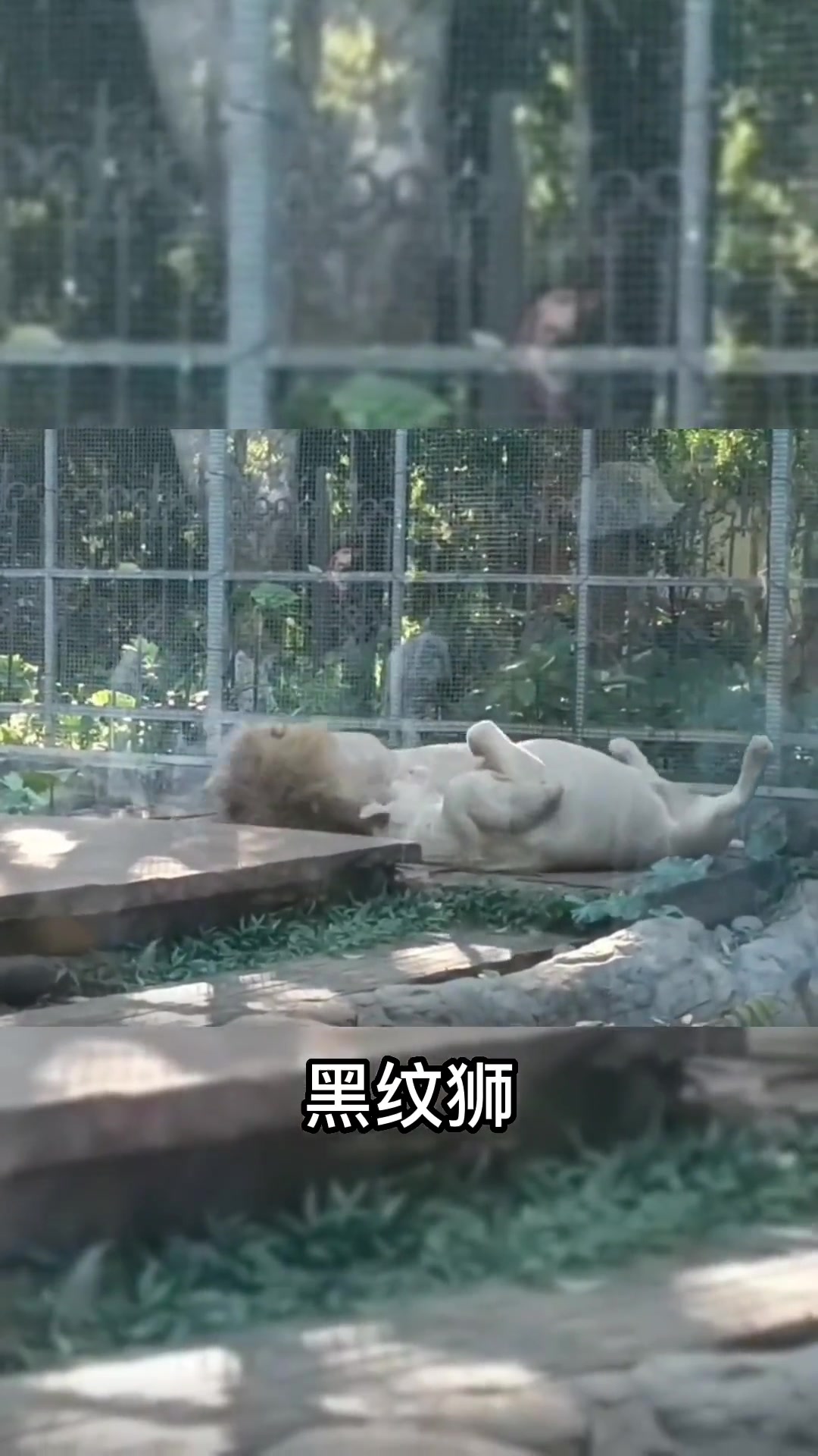 南宁动物园 六大神兽